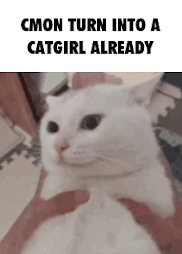 😾 Стикер «Schizo cats» для Telegram