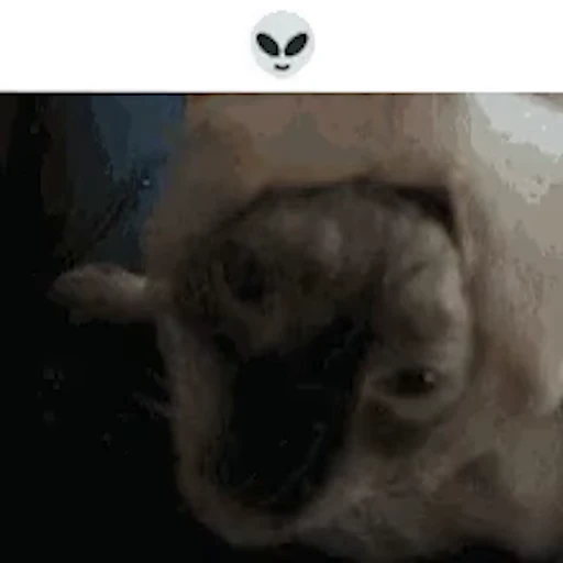👽 Стикер «Schizo cats» для Telegram