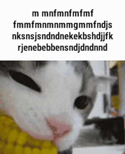 😻 Стикер «Schizo cats» для Telegram