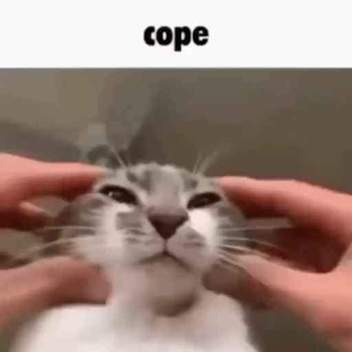 😼 Стикер «Schizo cats» для Telegram