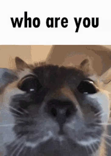 😾 Стикер «Schizo cats» для Telegram