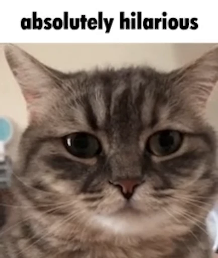😾 Стикер «Schizo cats» для Telegram