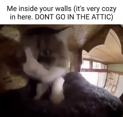 😼 Стикер «Schizo cats» для Telegram