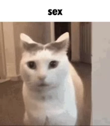 🙀 Стикер «Schizo cats» для Telegram