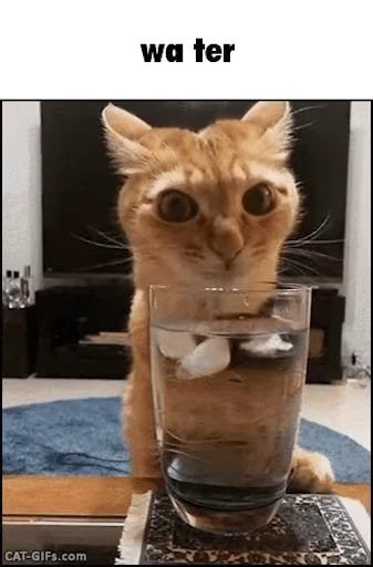 😻 Стикер «Schizo cats» для Telegram