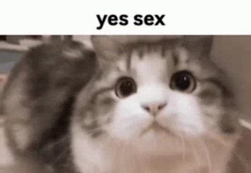 😻 Стикер «Schizo cats» для Telegram