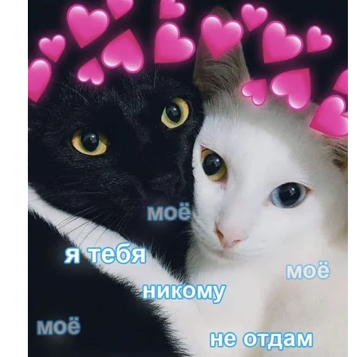 🤍 Стикер «закрытая школа» для Telegram
