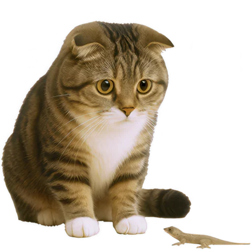 🦎 Стикер «Шотландский кот» для Telegram