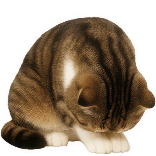 😔 Стикер «Шотландский кот» для Telegram