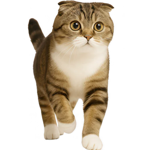 🐈 Стикер «Шотландский кот» для Telegram