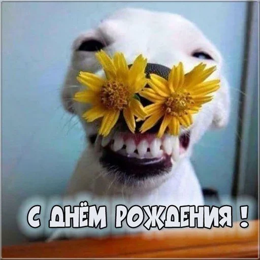 🌸 Стикер «С днём рождения» для Telegram
