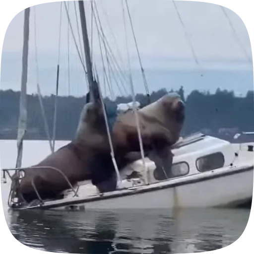 🛥 Стикер «Тюлени» для Telegram