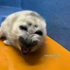 🦭 Эмодзи «Тюлени» для Telegram