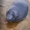 🦭 Эмодзи «Тюлени» для Telegram
