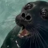 🦭 Эмодзи «Тюлени» для Telegram