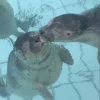 🦭 Эмодзи «Тюлени» для Telegram