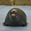 🦭 Эмодзи «Тюлени» для Telegram