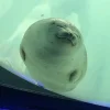 🦭 Эмодзи «Тюлени» для Telegram