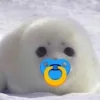 🦭 Эмодзи «Тюлени» для Telegram