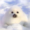 🦭 Эмодзи «Тюлени» для Telegram