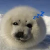 🦭 Эмодзи «Тюлени» для Telegram