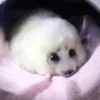 🦭 Эмодзи «Тюлени» для Telegram