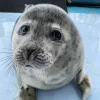 🦭 Эмодзи «Тюлени» для Telegram