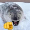 🦭 Эмодзи «Тюлени» для Telegram