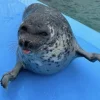 🦭 Эмодзи «Тюлени» для Telegram