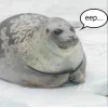 🦭 Эмодзи «Тюлени» для Telegram