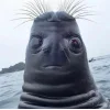 🦭 Эмодзи «Тюлени» для Telegram