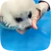 Стикер 21 Seal