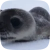 Стикер 11 Seal