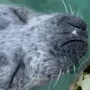Стикер 55 Seal