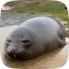 Стикер 34 Seal