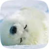 Стикер 40 Seal