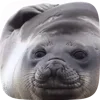 Стикер 36 Seal