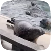 Стикер 30 Seal