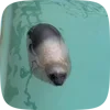 Стикер 8 Seal