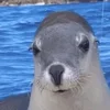 Стикер 41 Seal