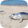 Стикер 12 Seal
