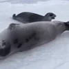Стикер 51 Seal