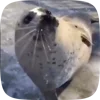 Стикер 35 Seal
