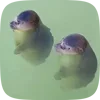 Стикер 10 Seal