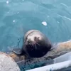 Стикер 52 Seal