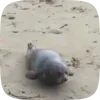 Стикер 32 Seal