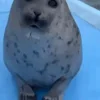 Стикер 43 Seal