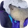 Стикер 38 Seal