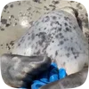 Стикер 31 Seal