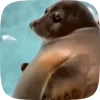 Стикер 5 Seal